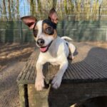 Asielhond Sjaak kijkend in camera liggend op het houten blok