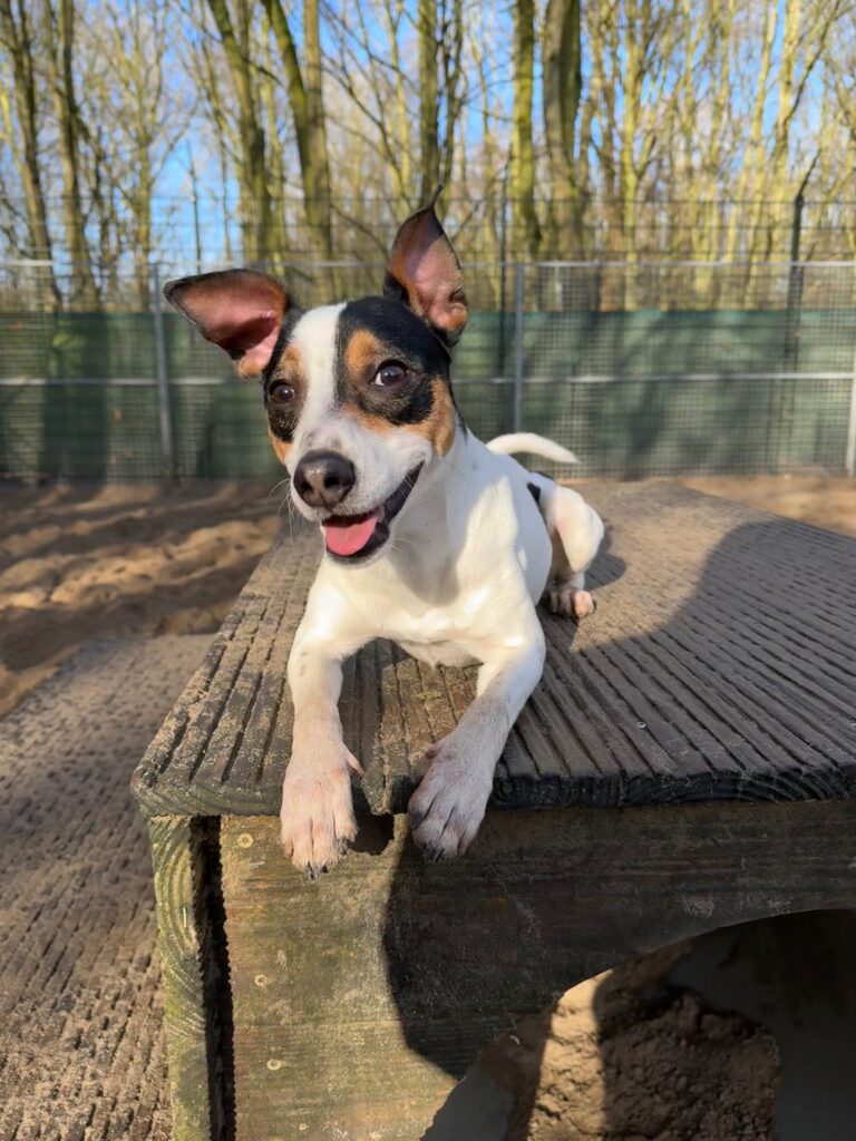 Asielhond Sjaak kijkend in camera liggend op het houten blok