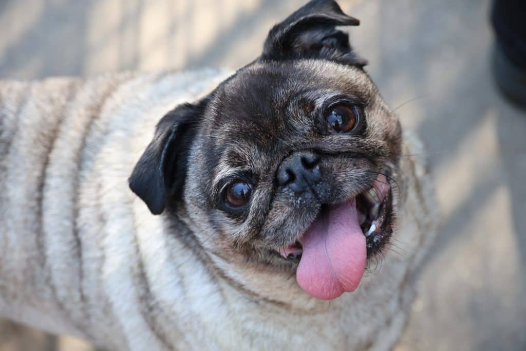 Pug Pops | Haags Dierencentrum Foundation