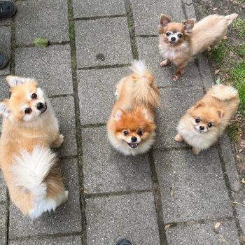Hondjes