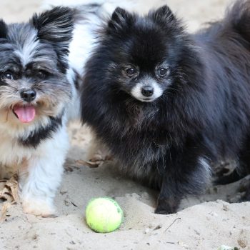 41585 41590 Charly & Mulan in het zand