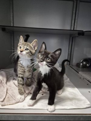 donatie Haagse Dierencentrum