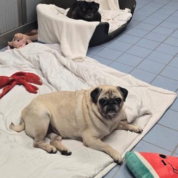 Moppie en Toetje